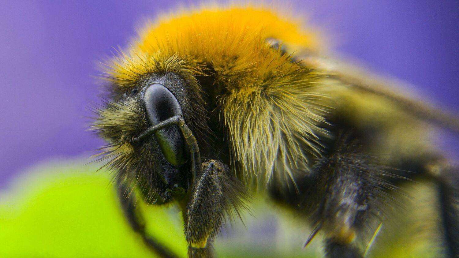 ceclii, lgg4, macro, Tsvetan Ganev
