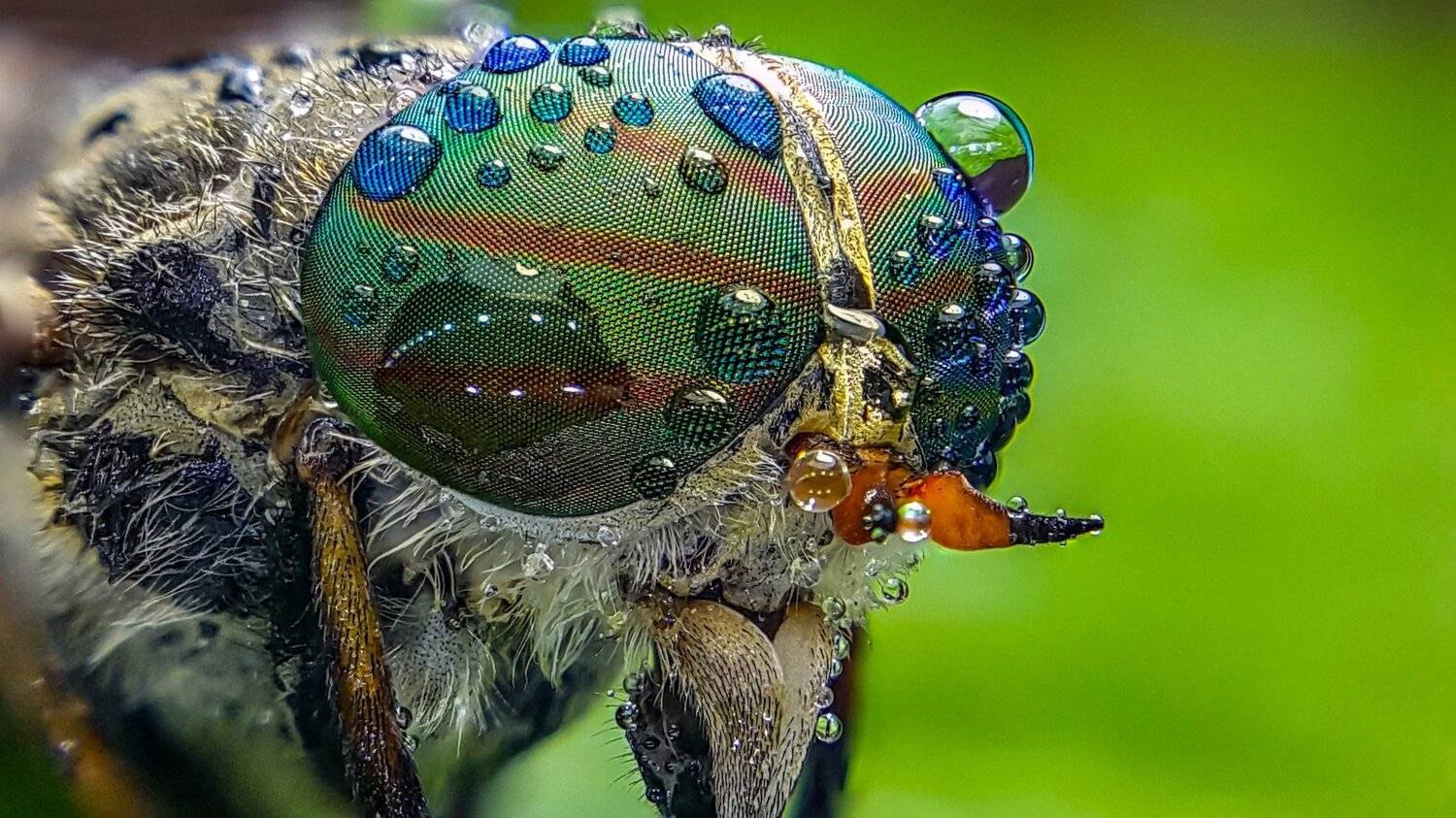 ceclii, macro, note4, Tsvetan Ganev