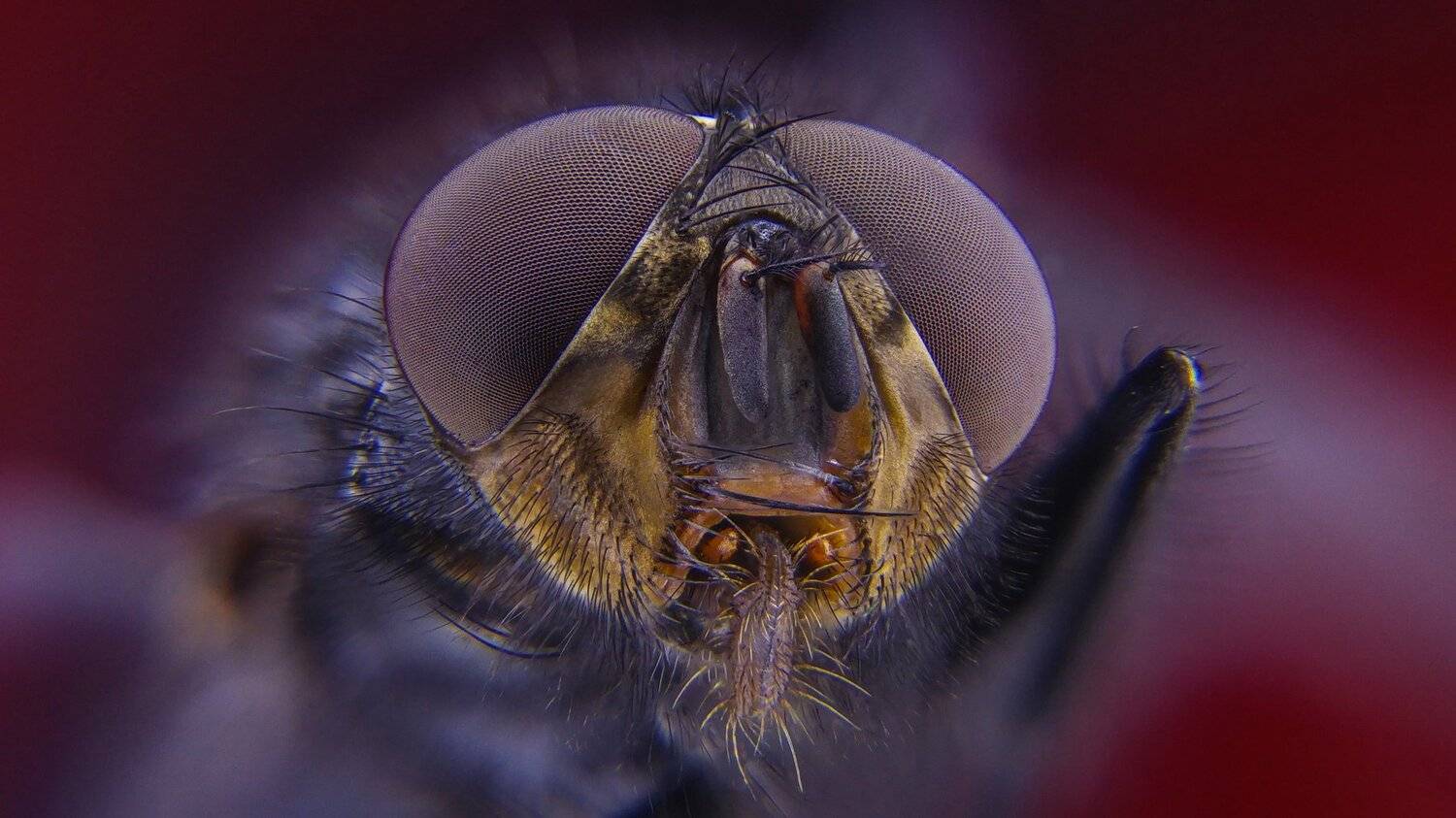 ceclii,macro,lgg4, Tsvetan Ganev