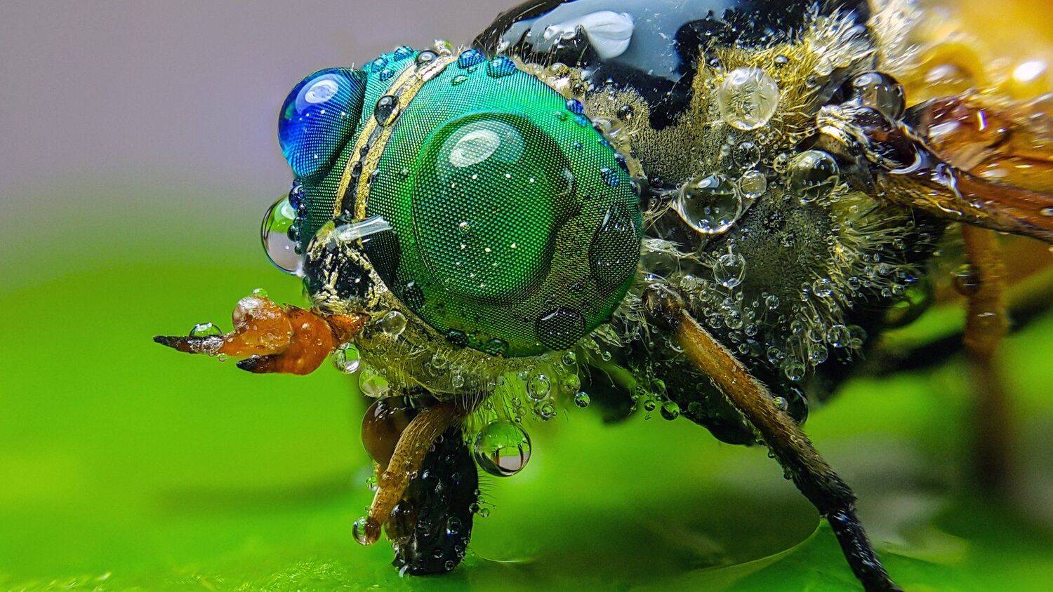 ceclii,macro,note4, Tsvetan Ganev