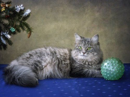 Фотосессия под елкой