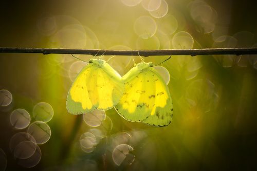 Macrography