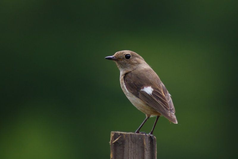 Горихвостка. Самка. фото превью