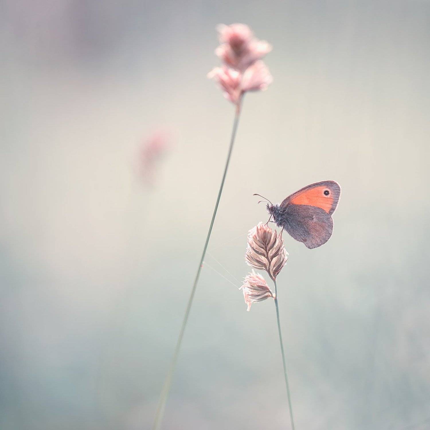 butterfly,butterflies,nature,fairy,light,bokeh,beautiful,wild,wildlife,insects,macro,close up,, Georgi Georgiev (zeromx)