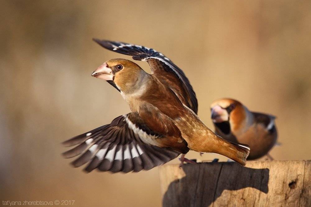 дубонос,my-mriya, Татьяна Жеребцова