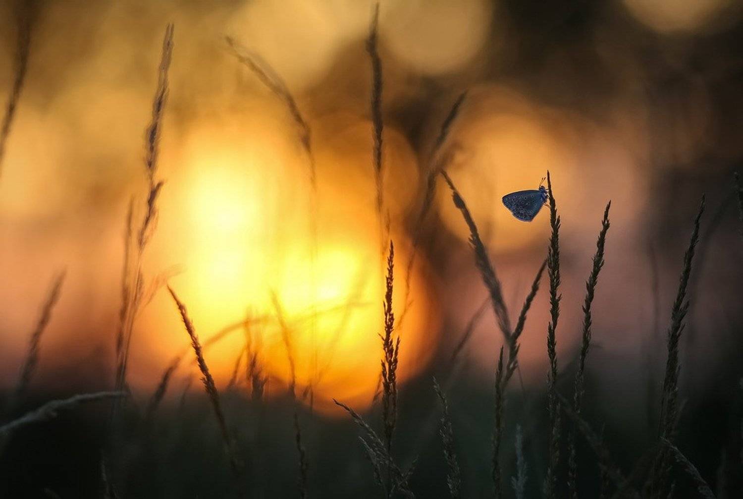 , Вячеслав Мищенко