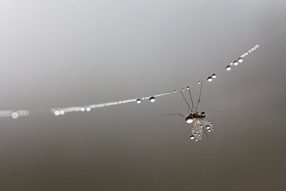 комар, насекомое, роса, паутина, утро, макро, Елена Соловьёва