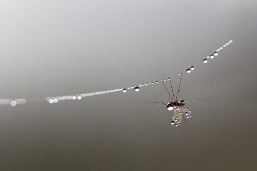 Капельмейстер