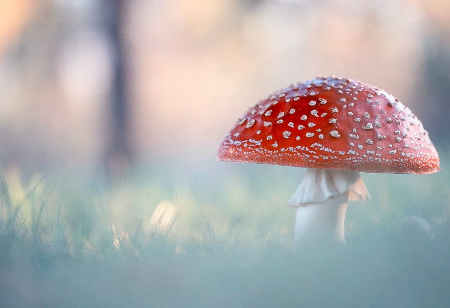 amanita muscaria,mushrooms,mushroom,poison,fairy,light,bokeh,beautiful,nature,macro,close up,fairy tale,wild,wildlife,, Georgi Georgiev (zeromx)