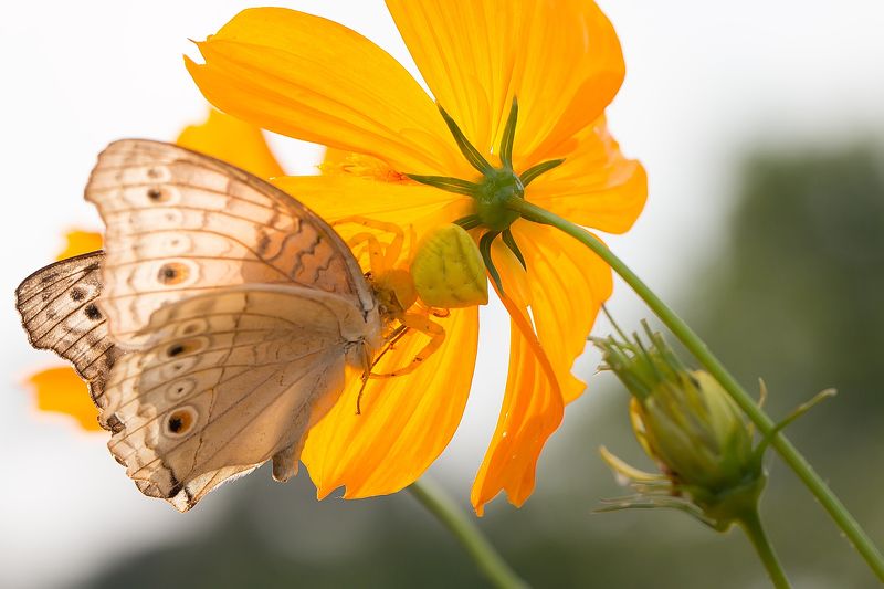 Predator and pray фото превью