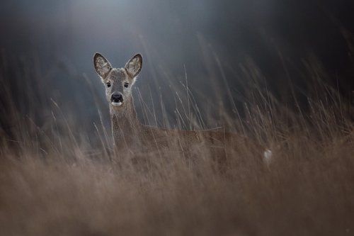 Doe