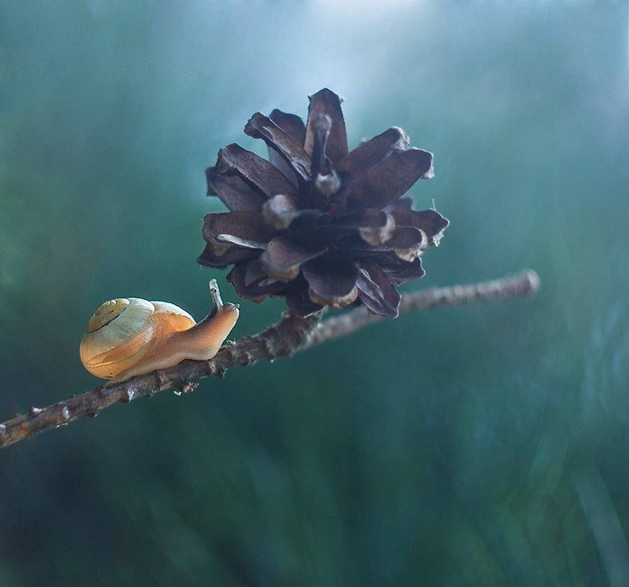 , Pawel Plucinski