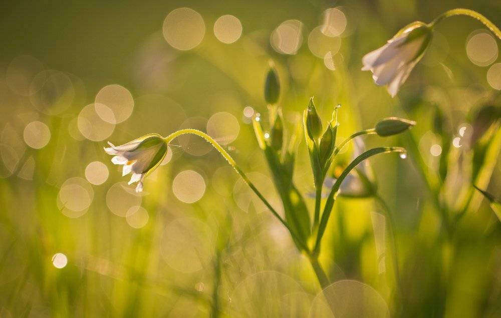 макро, Андрей Дитковский