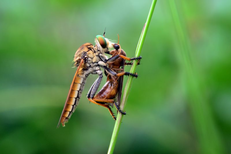 #macro #animal # robberfly #eat Big Meal фото превью