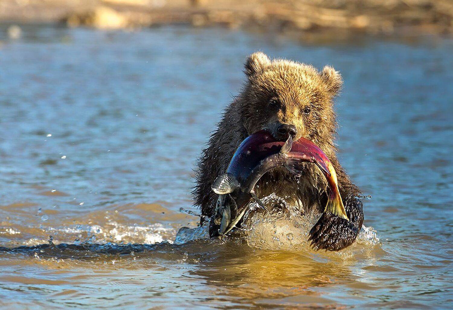 Камчатка, медведи, Власов Егор