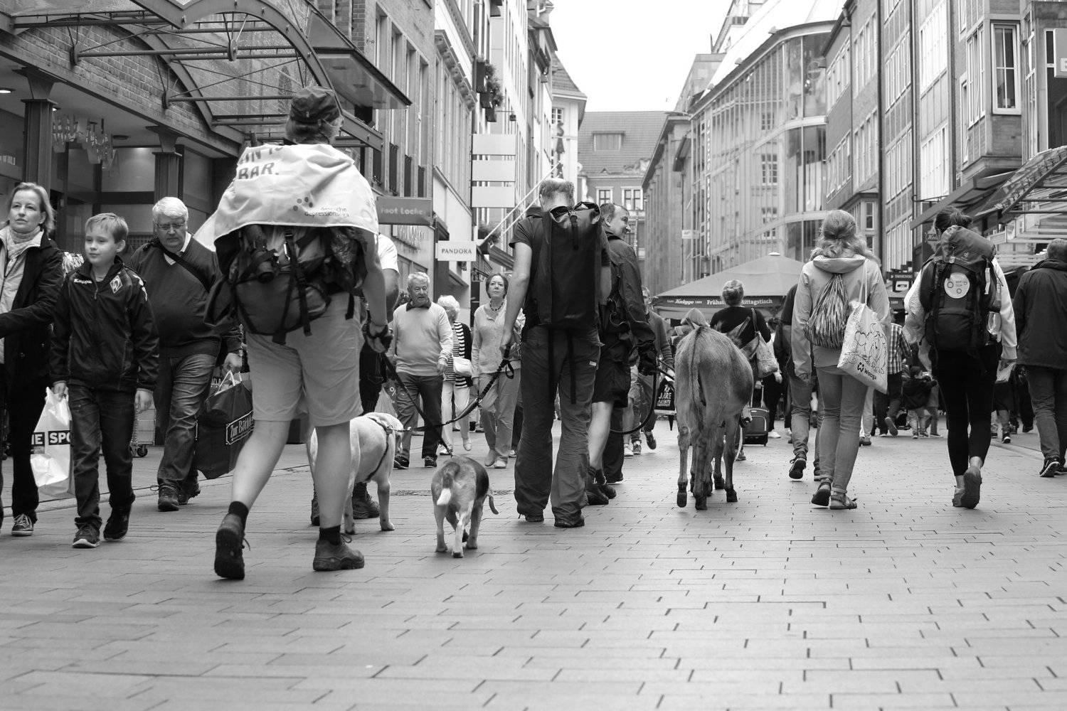 #bremen #music #dog #donkey #street #walking #people #niceday #lovely #town, Lina Kozi