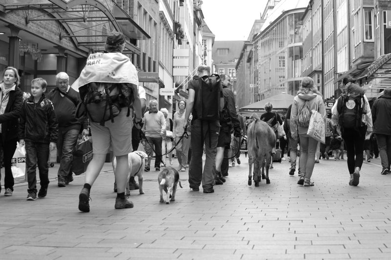 #bremen #music #dog #donkey #street #walking #people #niceday #lovely #town Bremen musikanten фото превью