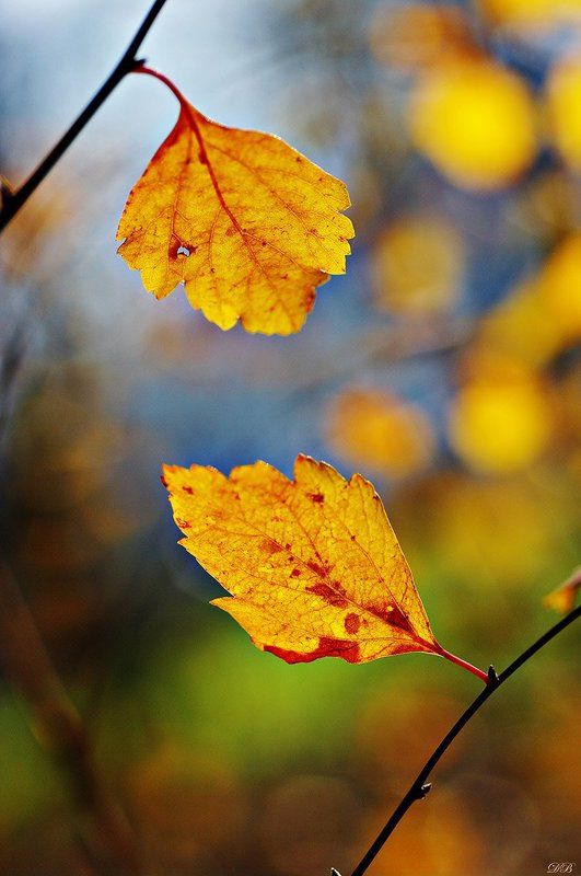 nature, leaf, leaves, brown, branch, color, colors, color image, image, photography, yellow, green, bokeh, macro, autumn, The Least We Can Do is Wave to Each Other фото превью