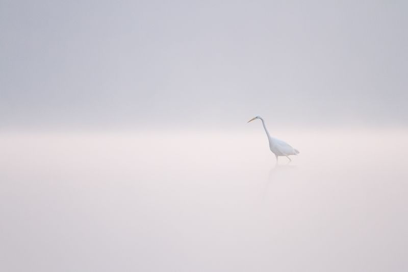 Great Egret фото превью