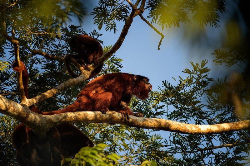 howler monkey фото превью