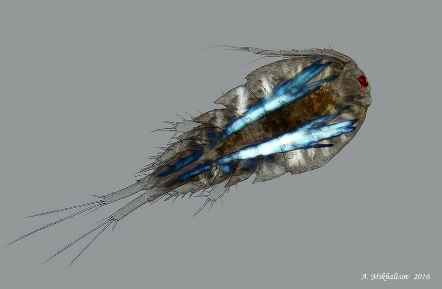 циклоп, Анатолий Михальцов