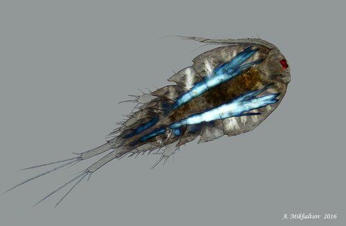 Просто Циклоп