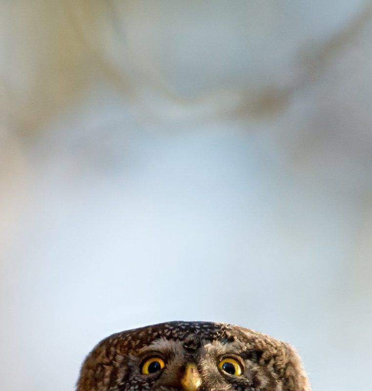 Eurasian pygmy owl, Finland, peekaboo, owls Eurasian pygmy owl, Finland фото превью