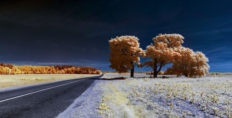 Летняя придорожная. Инфракрасная фотография. фото превью