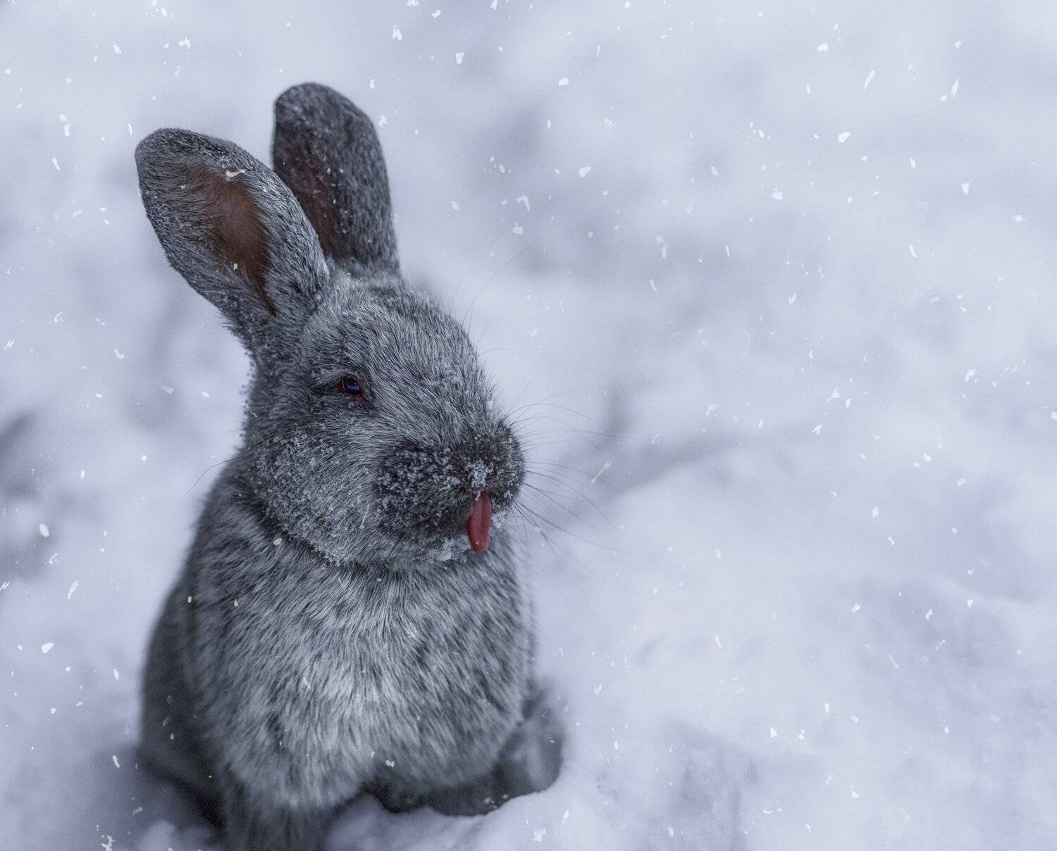 sweet rabbit . Автор: Тодор Танев , Тодор Танев