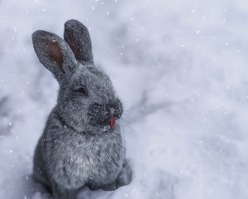 sweet rabbit  фото превью
