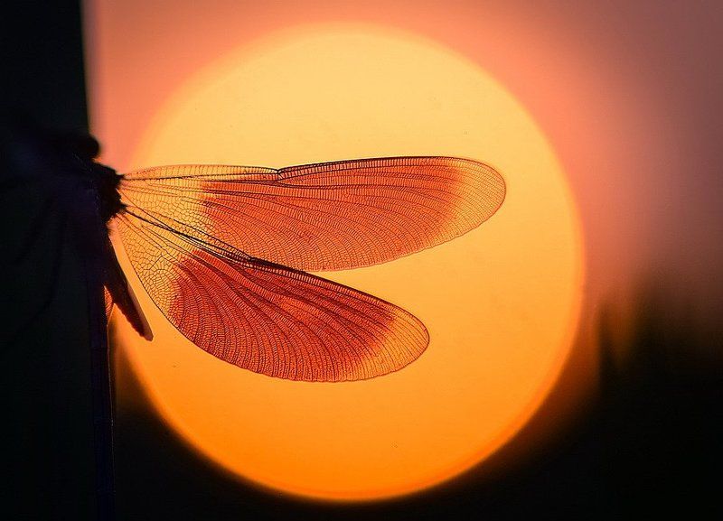 Закат. День солнечный затих. фото превью