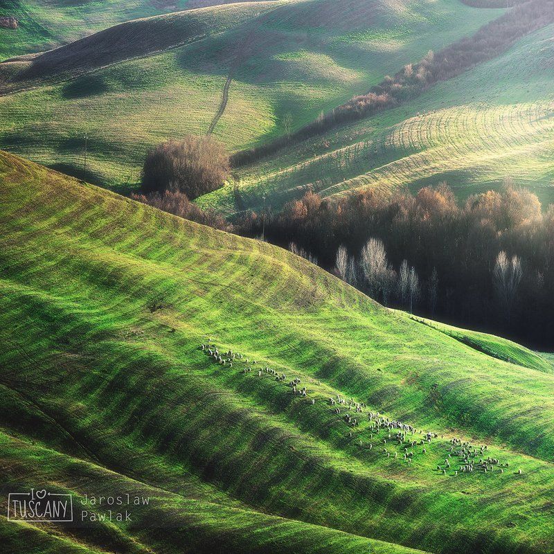 italy, countryside, rural, tuscany, nature, house, green, landscape, hill, spring, italian, meadow, cypress, beauty, tuscan, idyllic, country, agriculture, tree, farmhouse, peaceful, scenic, morning, view, summer, scene, italia, haze, europe, fog, garden, Green Winter фото превью