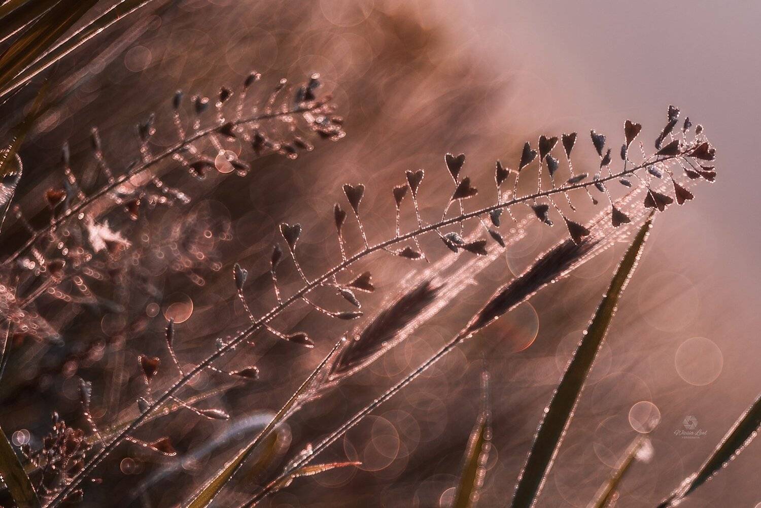 #macro, #nature, #trioplan, Wiesia Leal