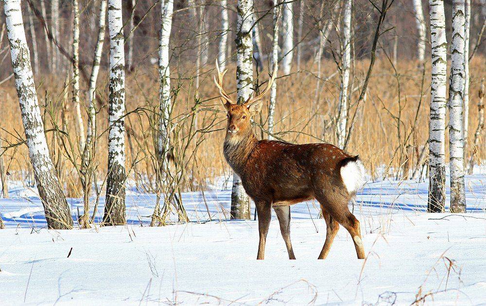 пятнистый олень,лосиный остров,, Михаил Крюков
