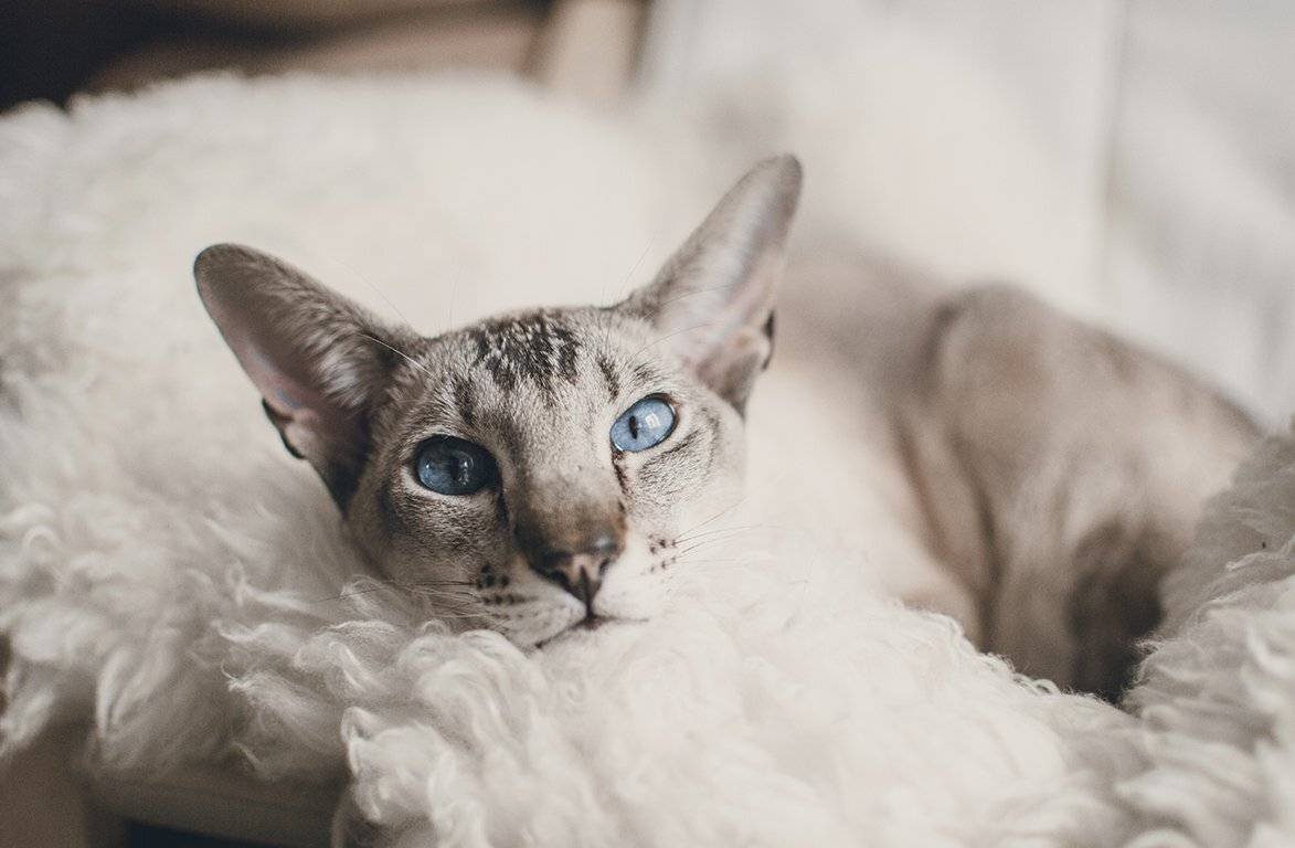 , Чернякова Анна