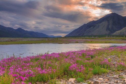 Вечерние соцветия 