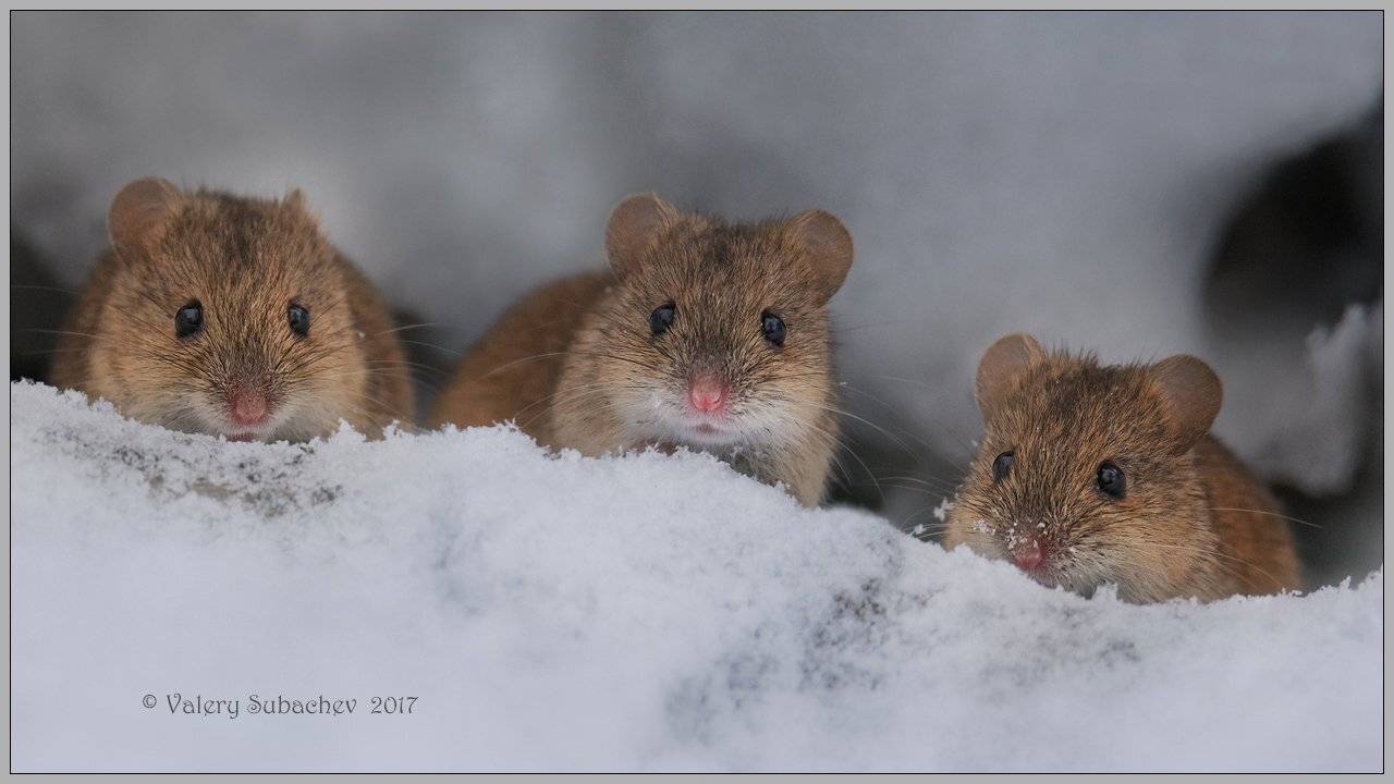 , Валерий Субачев