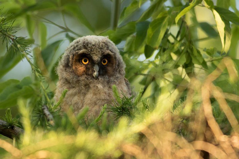 nature,animals,bird, Long-eared Owl фото превью