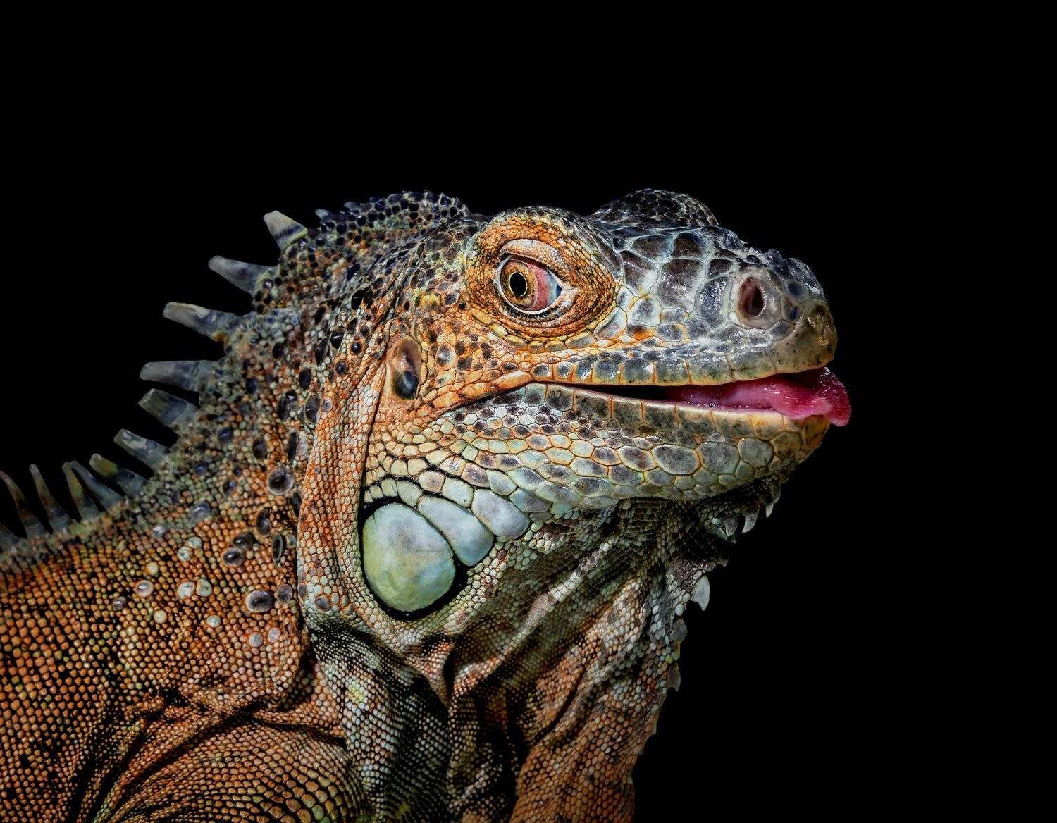 , Олег Богданов