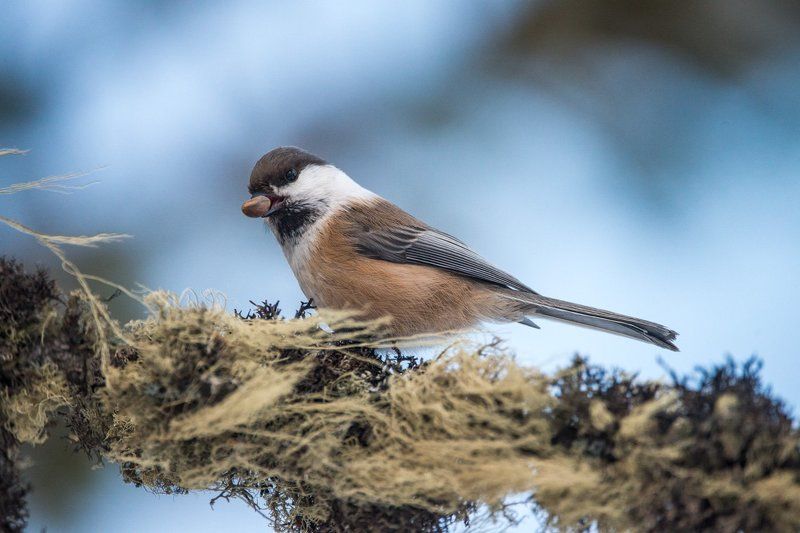 сероголовая гаичка, птица, алтай, 2017 Щелкунчик. (Сероголовая гаичка) фото превью
