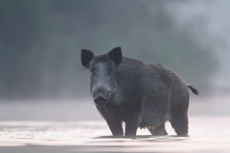 Boar фото превью