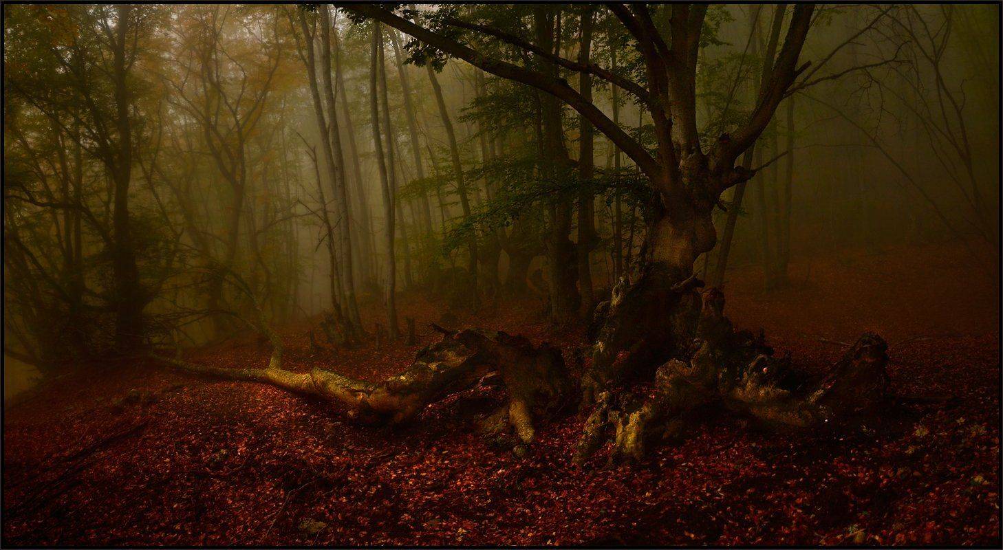 , Владимир Метцгер