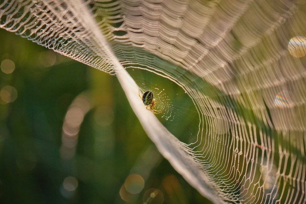 макро,паук,паутина, Андрей Дитковский