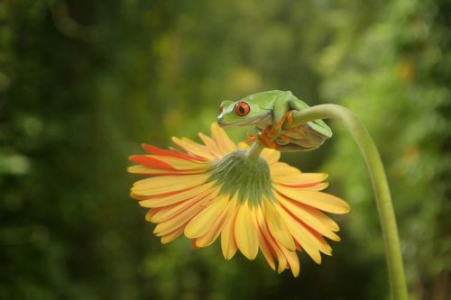 frog red eye