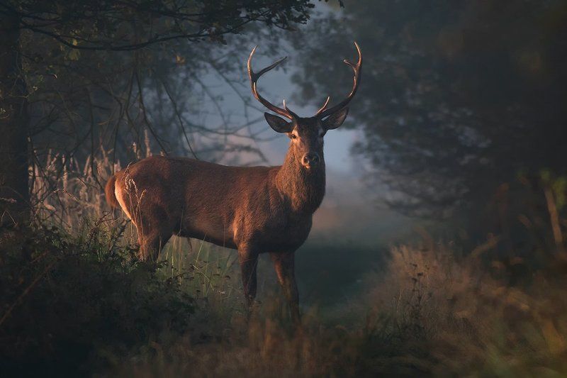 animals,nature,deer. Deer фото превью
