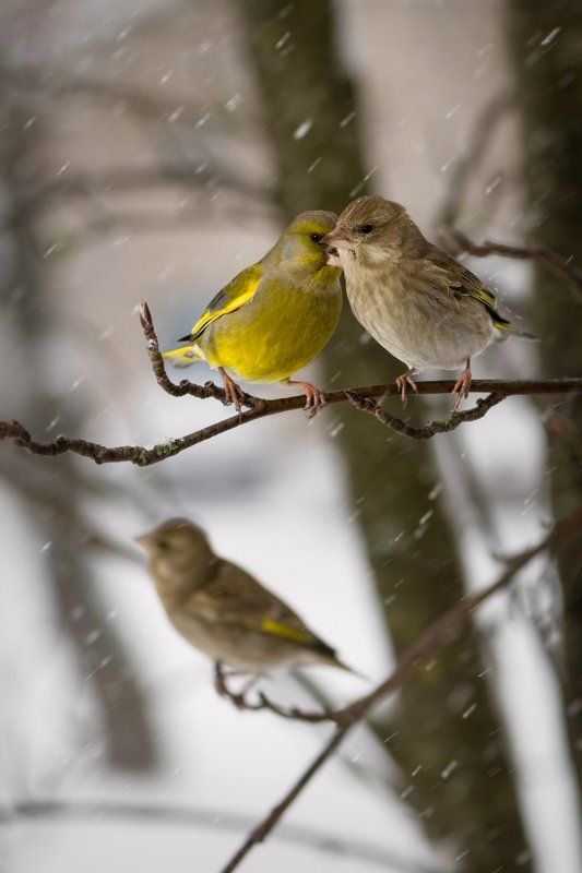птицы, зима, зеленушка, снег, ветер, зимовка, природа Двое фото превью