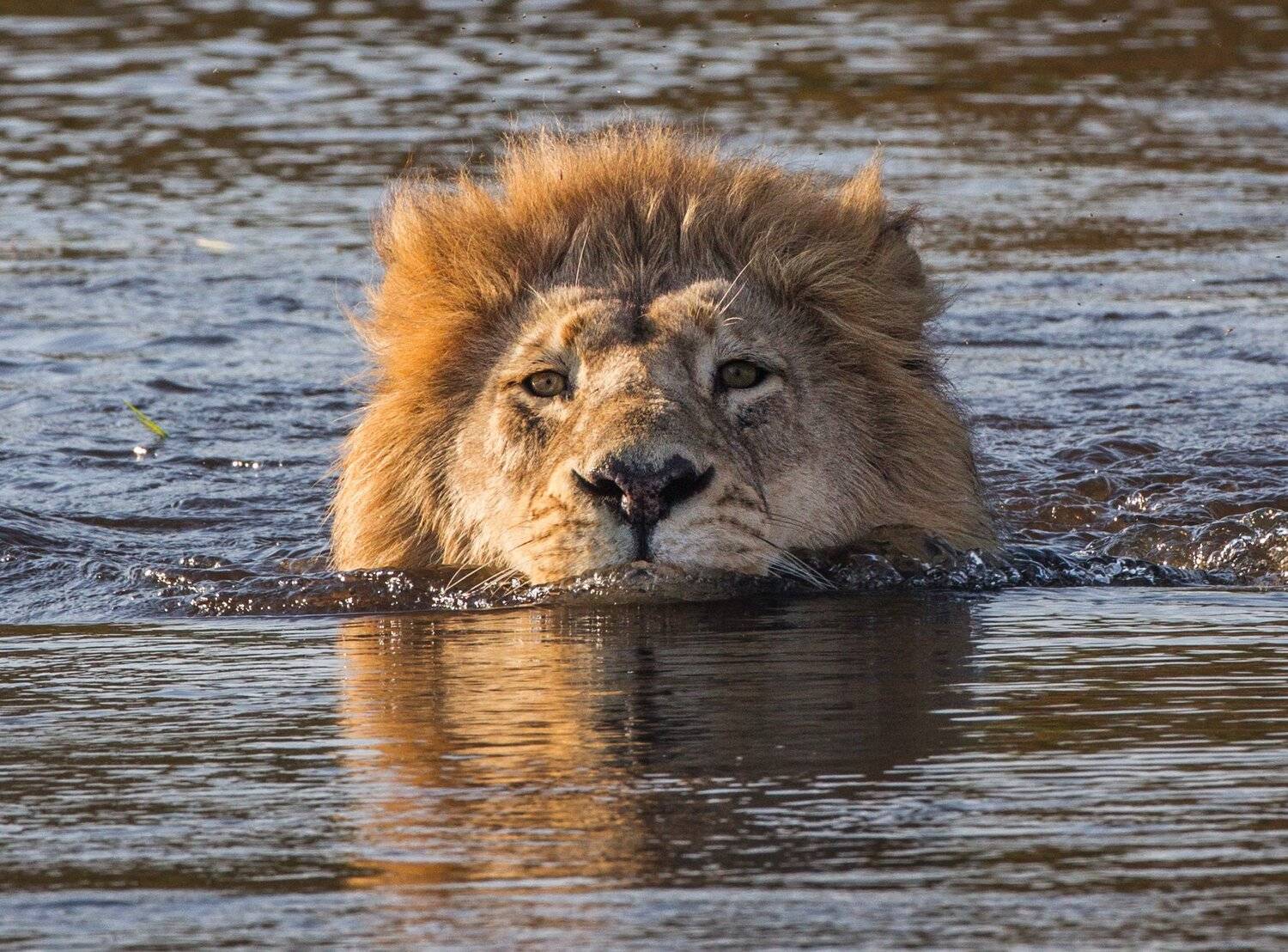 лев, африка,, Алексей Сулоев