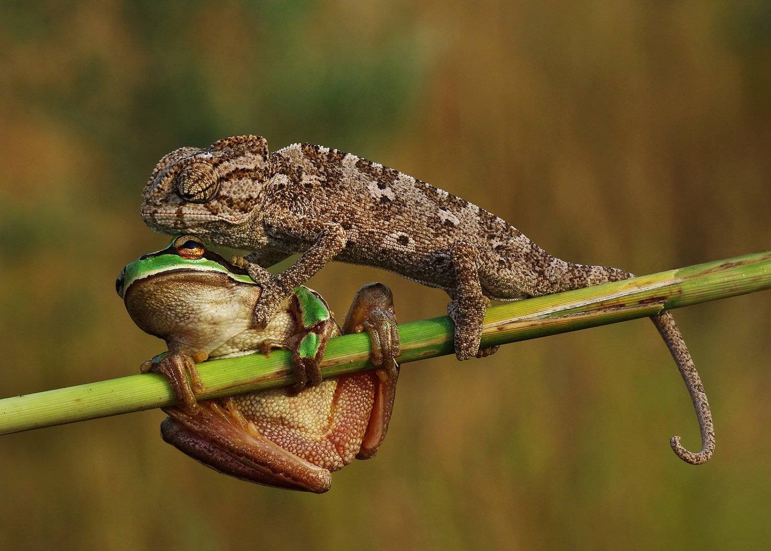animal, macro, nature, chameleon, frog, shut up, joke, Savas Sener