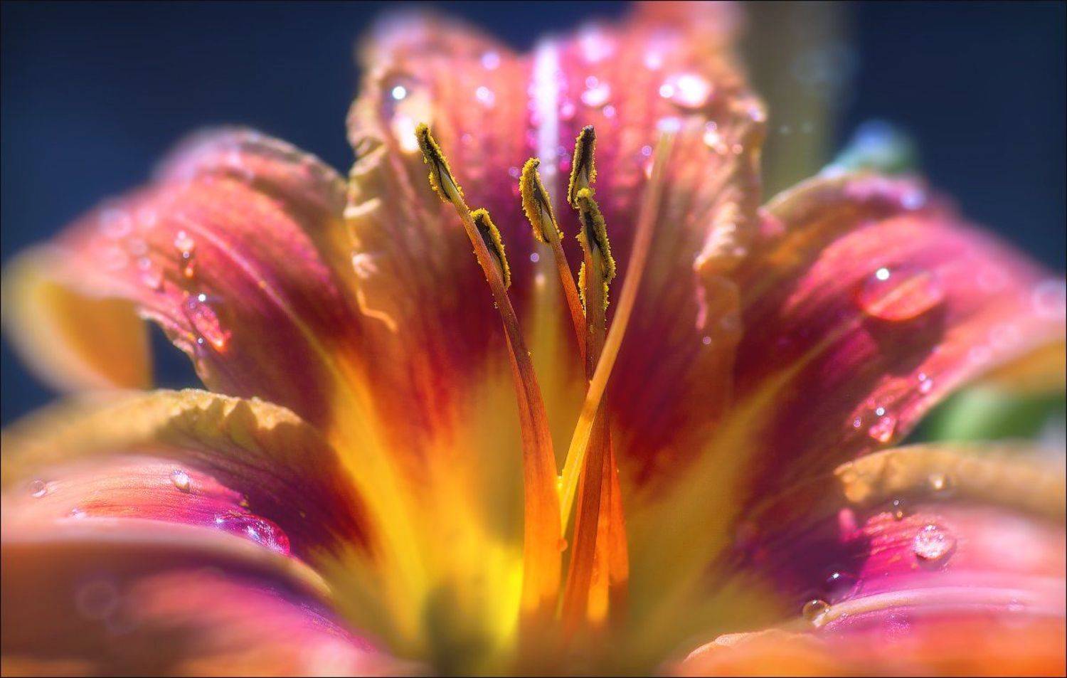 лето, цветок, лилия,макро,, Сергей Шабуневич