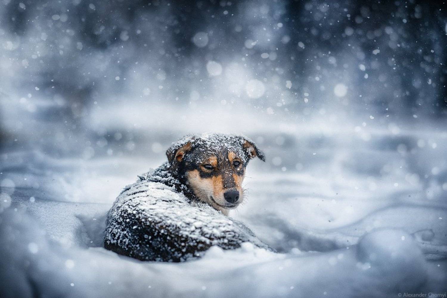 украина, коростышев, зима, снег, собака, пес, одинокий, холод,, Александр Чорный